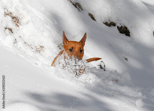 Red mini bull terrier dog playing in the snow