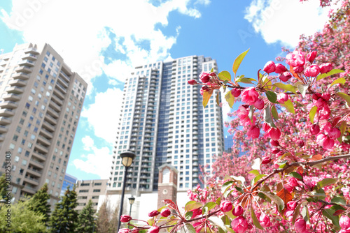 Photography Pink spring blossom in Toronto city environment