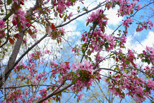 Photography Pink spring blossom in Toronto city environment