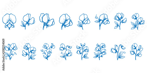 Schilderij op canvas Hand drawn sweet pea flower botanical sketch blue ink line art vector set