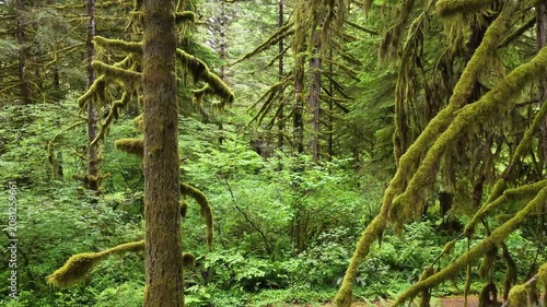 A lush, picturesque forest thrives in Oregon where large trees and rainfall are plentiful. The scenic Pacific Northwest is known for it vast expanses of forest, mountains, and rivers.