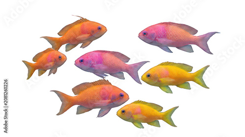 Group of vibrant tropical anthias fish swimming together isolated on a clean white background