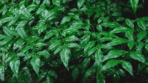Fresh Green Leaves with Raindrops Falling in a Summer Rain