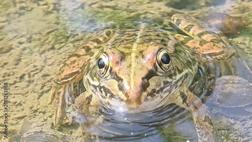 
Macro Front View of Juvenile Bullfrog Submerged in Puddle, Close-up of Amphibian Eyes. 4k.

