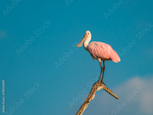 Konstfotografi Roseate spoonbill high in the sky
