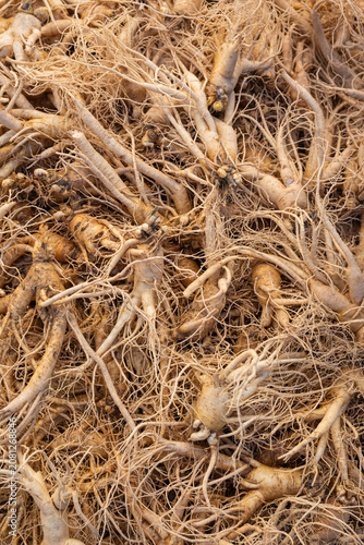 Fotografie A close up view of fresh raw ginseng roots with dense tiny rootlets at Gyeongdong traditional market in south korea