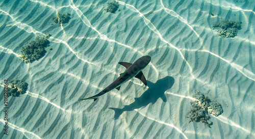 Black tip shark swimming over clear shallow tropical ocean sand patterns