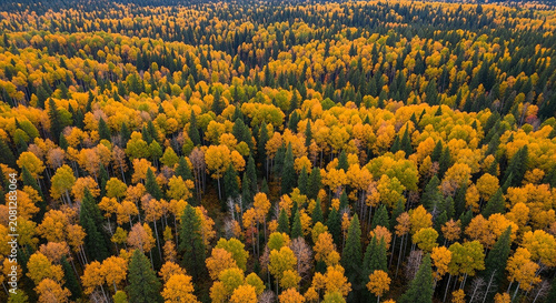 Aerial view of a dense autumn forest with golden and green trees