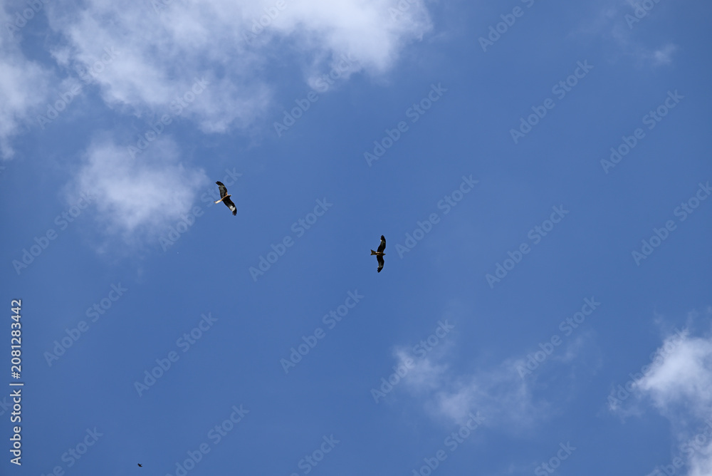 Fototapeta premium Three young red kite playing. Three juvenile Milvus milvus brawling up in the sky.
