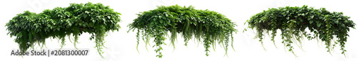 Tropical Greenery Ivy Plant Foliage Isolated Graphic