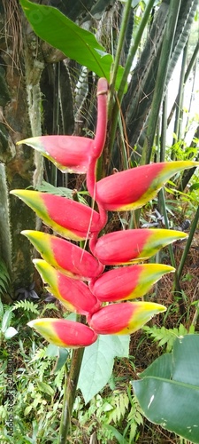 Fotografi Close up of Heliconia wagneriana flower with vibrant red and yellow bracts growing in the garden