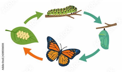 Fotografie Butterfly Life Cycle Educational Vector Illustration