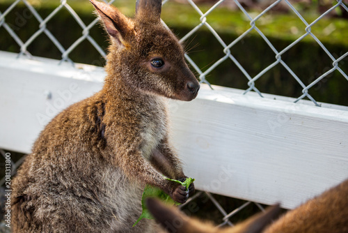 Foto Visitors get up close and feed the docile brown and albino kangaroos