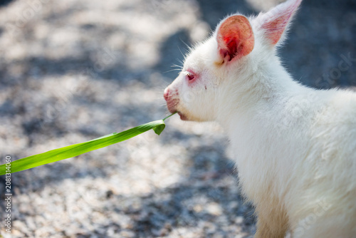 Foto Visitors get up close and feed the docile brown and albino kangaroos