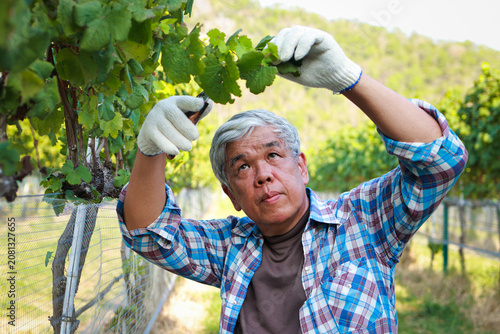 Принти на полотні An expert elderly Asian gardener taking care of the grapevine branches in summer