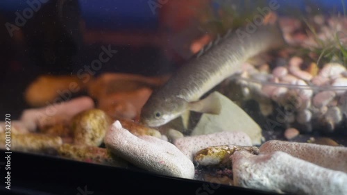Oscar Fish and Senegal Bichirs Resting Together on Aquarium Floor
