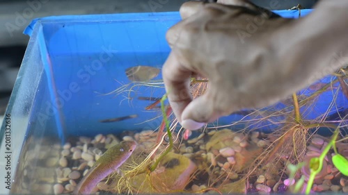 Hand Holding Floating Aquatic Plants for Channa Blue Pulchra Snakehead
