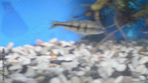 Juvenile Mono Peacock Bass Fish Cichla Monoculus Underwater
