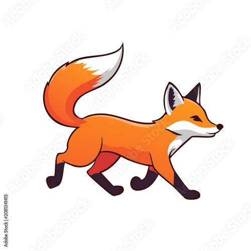 Vector illustration of a clever red fox walking on white background
