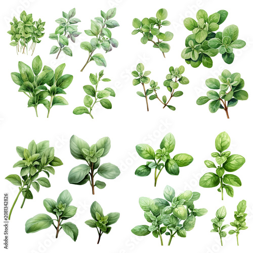 Hand-painted watercolor collection of fresh green aromatic herb sprigs and botanical leaves isolated on white background