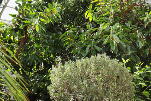 Lush green leaves fill the frame with vibrant energy