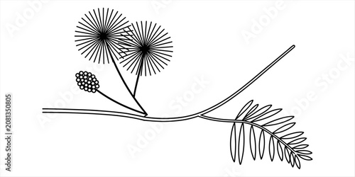 Bild auf Leinwand Black and white line art illustration of a mimosa pudica plant branch with leave