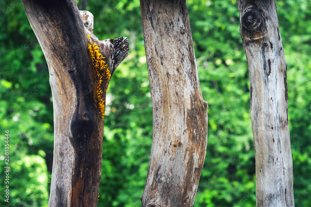 Obraz premium Small vibrant yellow jelly fungi, commonly known as Fan-shaped Jelly Fungus or Dacryopinax spathularia growing on old weathered wood. Jelly fungi sprouting from the cracks of aged, decaying wood.