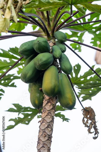 Green raw and ripening papaya fruits hanging on tree trunk with leaves. Organic tropical Asian food ingredient, outdoor studio shot.