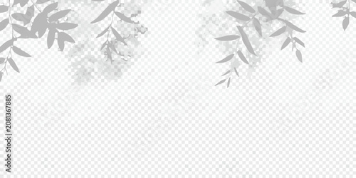 фотографія soft shadows of plant leaves on transparent background shadow shade foliage natu