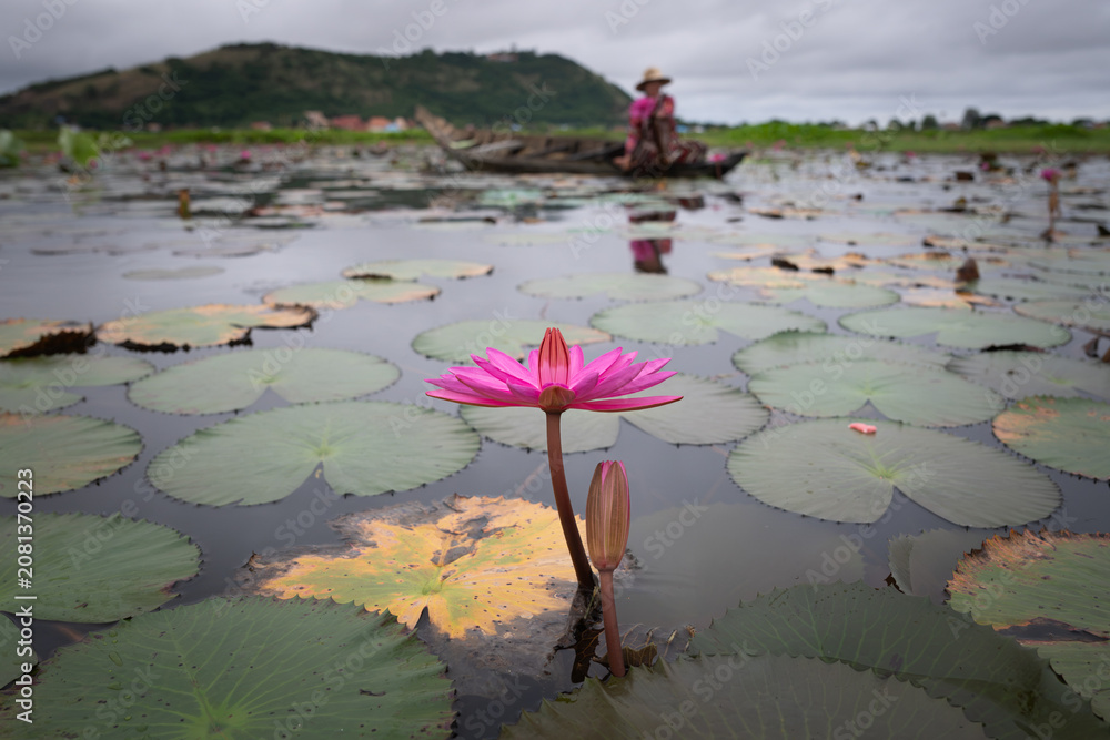 Obraz premium Water lilies in Siem Reap, Cambodia