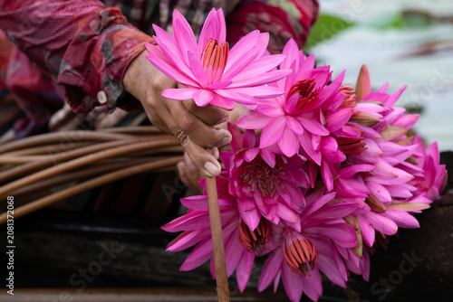 Foto Water lilies in Siem Reap, Cambodia