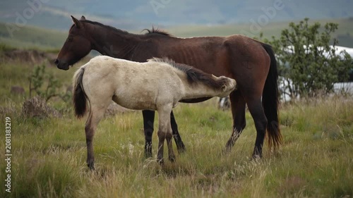 A light cream foal nurses from a brown mare in a quiet upland plain. The mare stands center-right facing the horizon while the foal is left-midframe with its