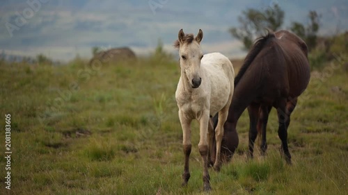 A young foal stands facing the camera in a grassy pasture while an adult horse grazes behind it. The scene shows open moorland with distant rolling hills