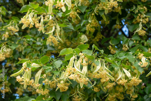 Bild auf Leinwand Close-up of blooming linden (Tilia) flowers and green leaves
