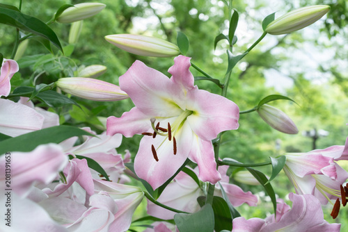Fotografía 日比谷公園のユリ花壇　マスター　lilium Master
