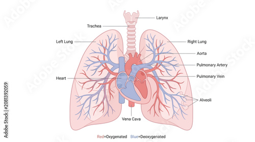 Vászonkép Detailed anatomical diagram of the human respiratory system showing lungs heart