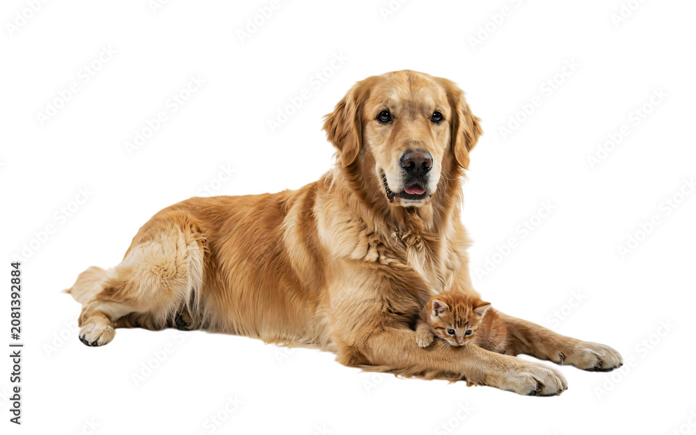 Fototapeta premium Golden retriever dog and orange tabby kitten together isolated on a transparent background
