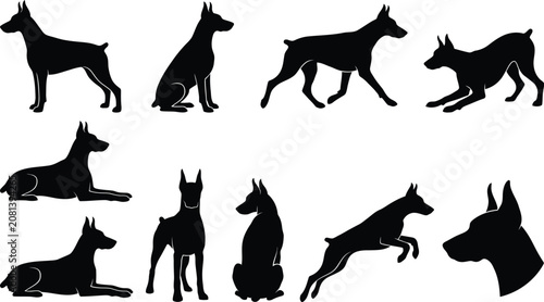 Fotografie Eight black doberman pinscher dog silhouettes showcasing different static and dynamic poses on transparent background