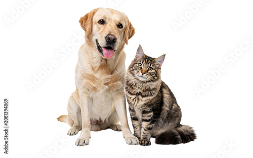 Labrador retriever dog and maine coon cat together isolated on a transparent background