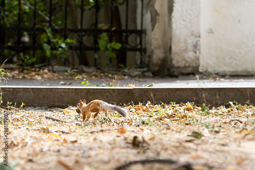 Fényképezés squirrel near the tree