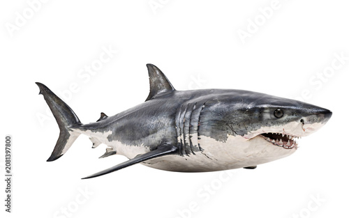 Slika na platnu White shark with open mouth and teeth greatwhite isolated on a transparent backg