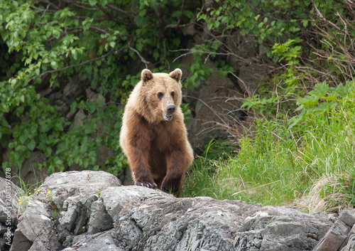 Blonde brown grizzly bear in Katmai, Alaska wilderness walking along the shoreline close by