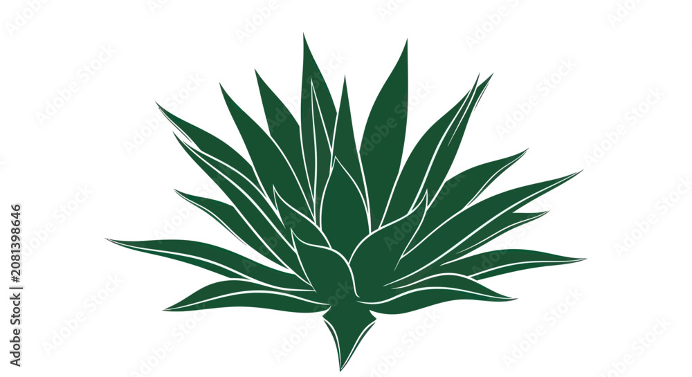 Fototapeta premium Dark green agave succulent plant with sharp pointed leaves