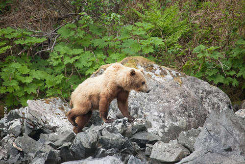 Blonde brown grizzly bear in Katmai, Alaska wilderness walking along the shoreline close by
