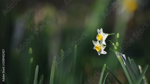 スイセンの花