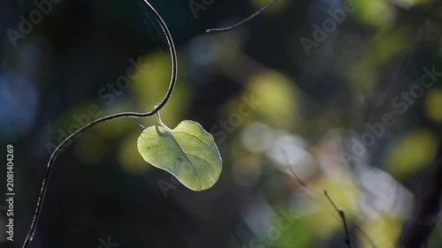 風にそよぐツル植物の葉