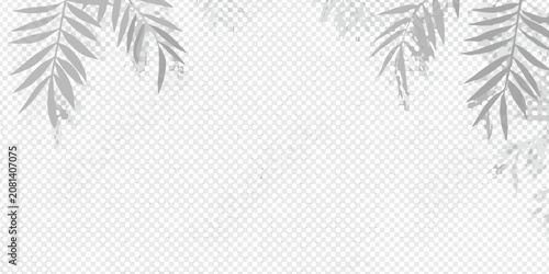 Photos soft shadows of plant leaves on transparent background shade foliage botanical g