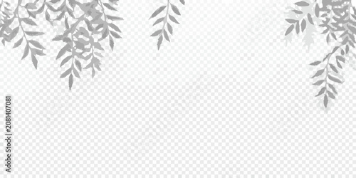 Photos soft shadows of plant leaves on transparent background shadow gray natural botan