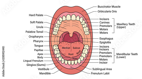 Fotografie Anatomical Diagram of Human Mouth and Teeth with Labels