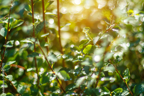 Foto Wild Green Foliage With Dewy Leaves and Sun Bokeh in Spring